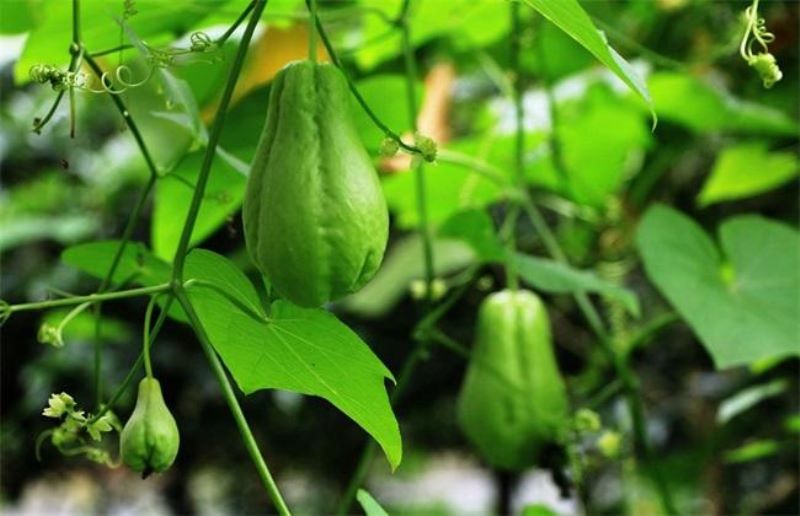 佛手瓜什么时候种最好「佛手瓜什么时候种最好 种植方法」